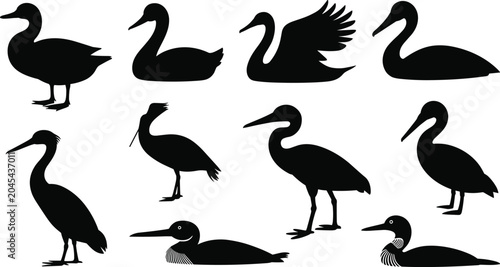 Fotografi Water Bird Silhouette Collection Featuring Swans Herons Cranes and Aquatic Wildl