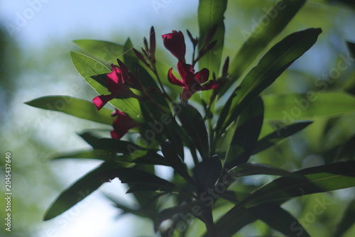 Fotografi 鮮やかに咲く、キョウチクトウの花 / Beautiful nerium oleander flowers blooming under the bright s