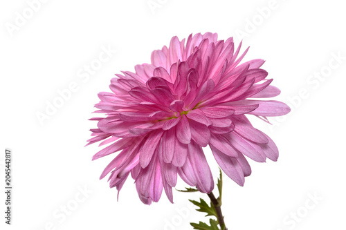 flowers isolated on white background