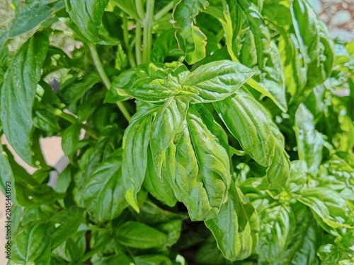 Closeup of a Sweet Basil plant, Ocimum basilicum.