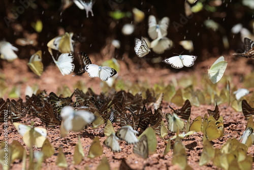 Pieridae Butterflies are feeding mineral at Pang Sida National Park in Sa Kaeo Province,Thailand. The 