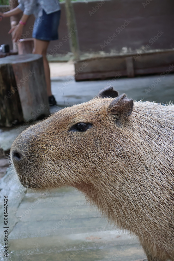 Naklejka premium wild boar in zoo
