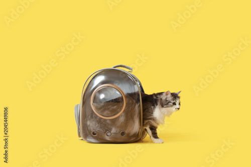 Obraz na płótnie Cute cat in backpack carrier on yellow background