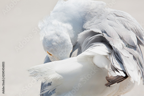 Bilde på lerret Seagull preening plumage high-key wildlife photography
gaviota limpiándose el pl