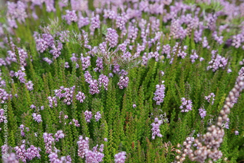 Foto Close-up of blooming pink heather plants