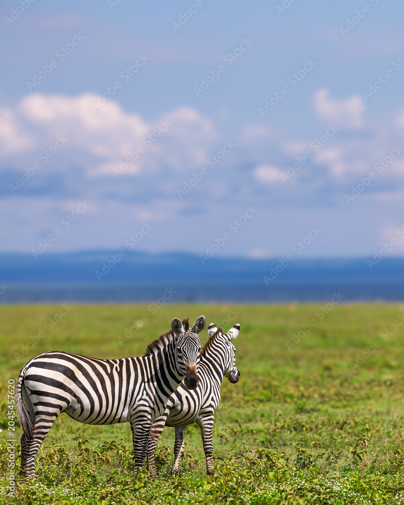 Obraz premium Two zebras standing in african savanna habitat