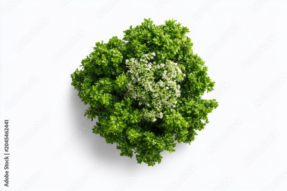Obraz premium Top-down view of a lush green shrub with clusters of small white flowers against a white background.