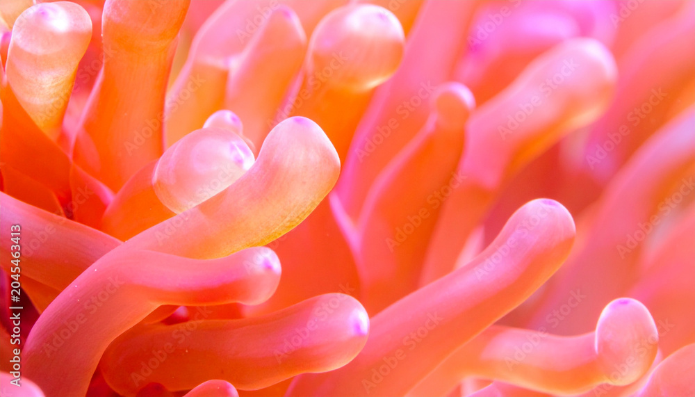 Fototapeta premium Abstract Pink Coral Texture Macro