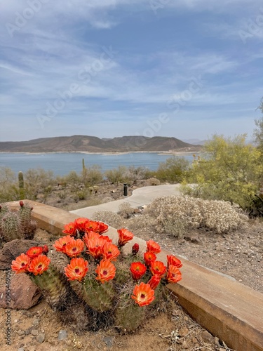 Foto Vibrant red claret cup cactus in bloom overlooking Lake Pleasant in the Arizona