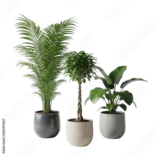 Three potted plants with different leaf shapes isolated on transparent background