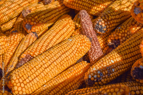 Fotografie Close-up of harvested corn cobs with vivid golden hues basking in sunlight