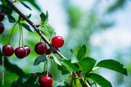 Close-up of ripe cherries hanging on a branch with lush green leaves under a bright blue sky.