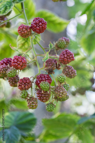 Close-up view of ripening blackberries on a vine in a lush garden setting.