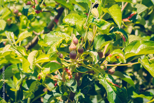 Vibrant green leaves and budding fruits on a sunny day in a lush garden.