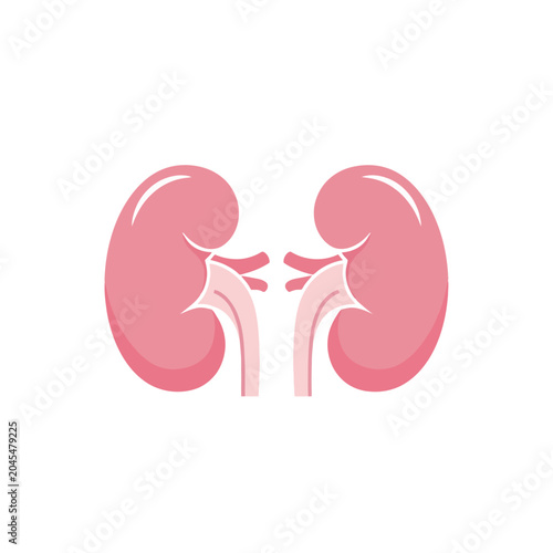 Human Kidneys Vector Illustration