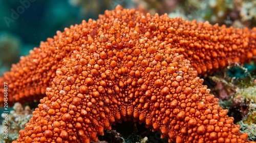 Vibrant orange starfish on coral reef, marine life close-up view