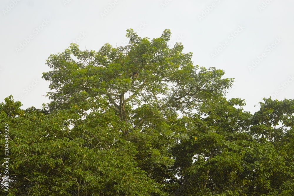 Fototapeta premium Lush Tropical Forest Canopy in Chitwan Region of Nepal