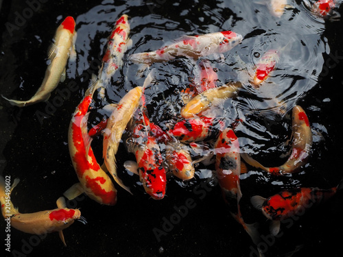 Bild auf Leinwand Colorful koi fish swimming in dark pond water