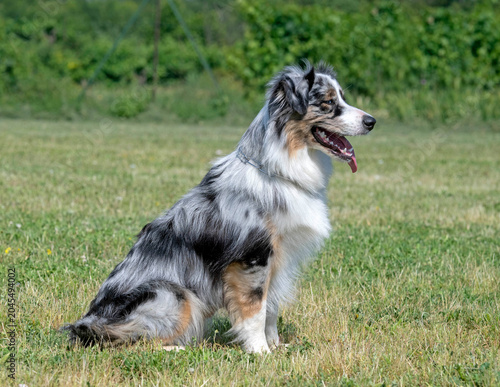 Canvas-taulu training of australian shepherd