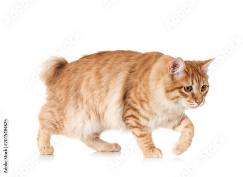 Valokuva Kurilian Bobtail in studio
