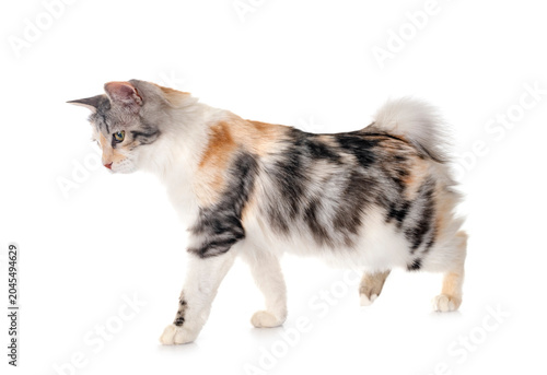Photos Kurilian Bobtail in studio
