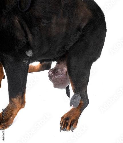 Photography rottweiler tumor in studio