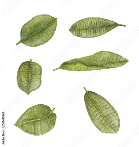 Photography Watercolor Green Leaf Collection Isolated on Transparent Background