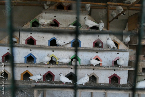 Quadro su tela Group of white pigeons perched on a multi-level wooden loft with colorful arched