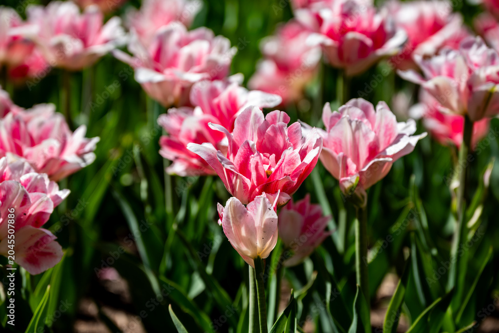 Obraz premium Finola Double Late Tulip., Flowers,