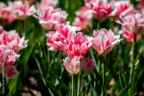 Finola Double Late Tulip., Flowers,