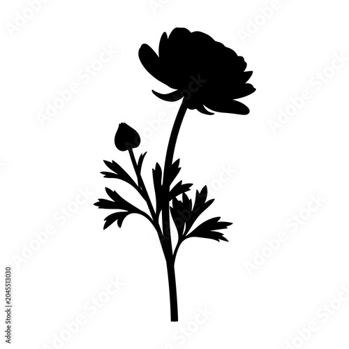 Black silhouette of a ranunculus flower