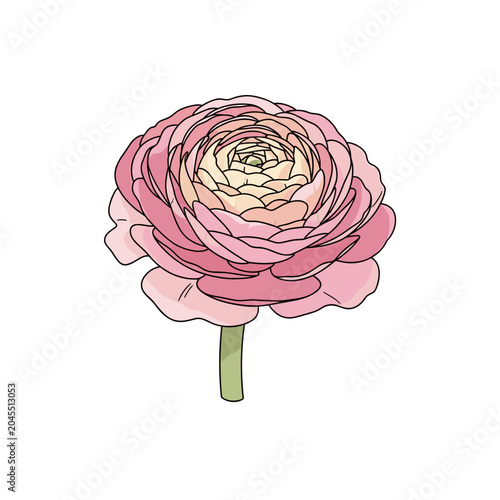 Small pink ranunculus flower icon