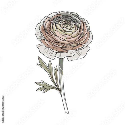 Detailed ranunculus flower botanical sketch
