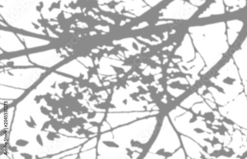 Fotografie Tree branch shadow blurry on transparent background, overlay effect for photo mock up product wall art design presentation