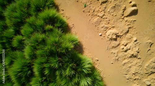 Aerial View Of Green Grass And Dry Soil With Diagonal Contrast