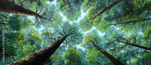 Ancient trees stretch upward toward the sky