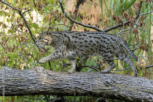 Wildcat moving nimbly over a tree trunk, surrounded by autumnal branches, fishing cat (Prionailurus viverrinus)