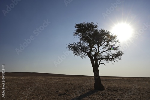 Acacia stands alone in the dry, wide plain, illuminated by the blazing sun, Namibia