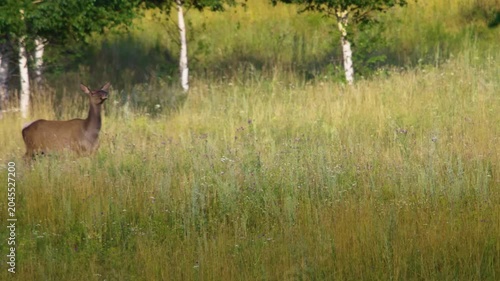 Majestic stag standing in tall grass near forest