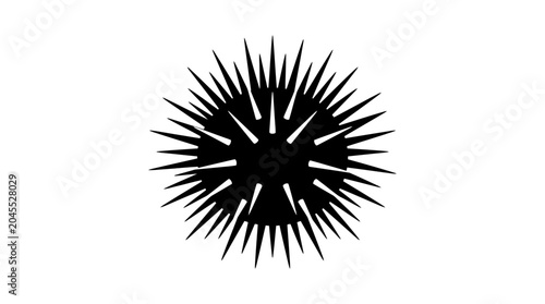 Photos Black Sea Urchin Silhouette on White Background