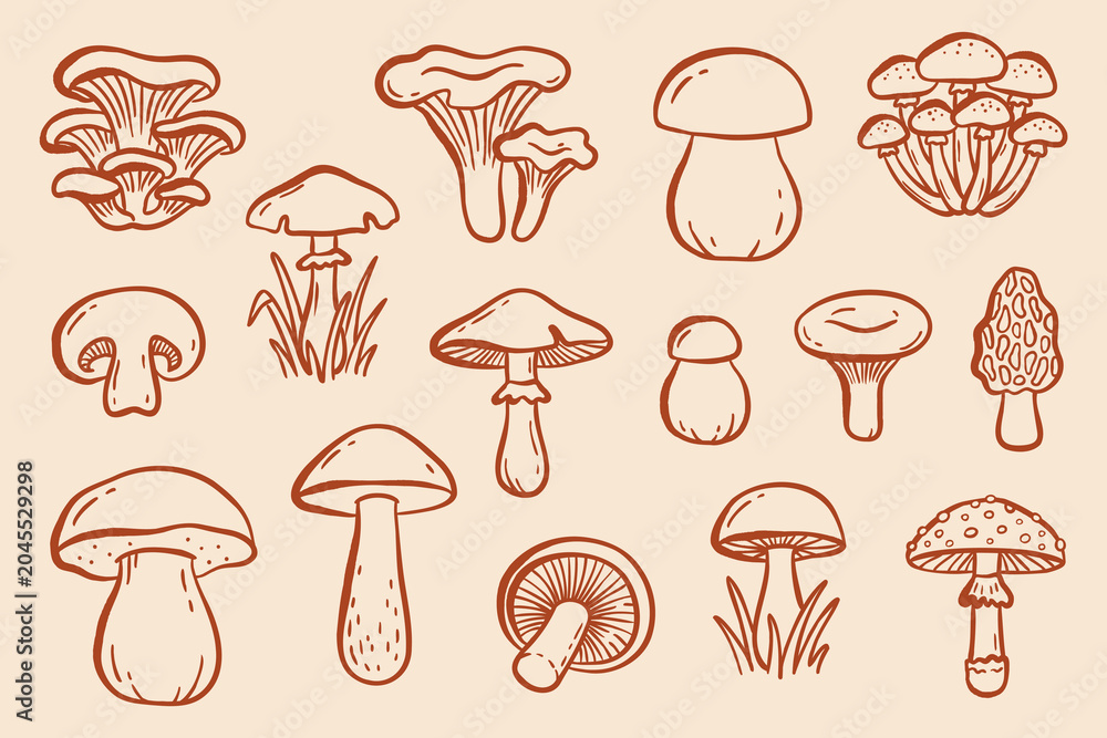 Obraz premium Hand drawn mushroom doodle vector set in minimal line art style. Collection of forest fungi including porcini, chanterelle, boletus, oyster mushroom, champignon, morel, amanita and wild mushrooms. Cle