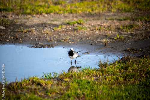 Fotografi White wagtail and its reflection in the water