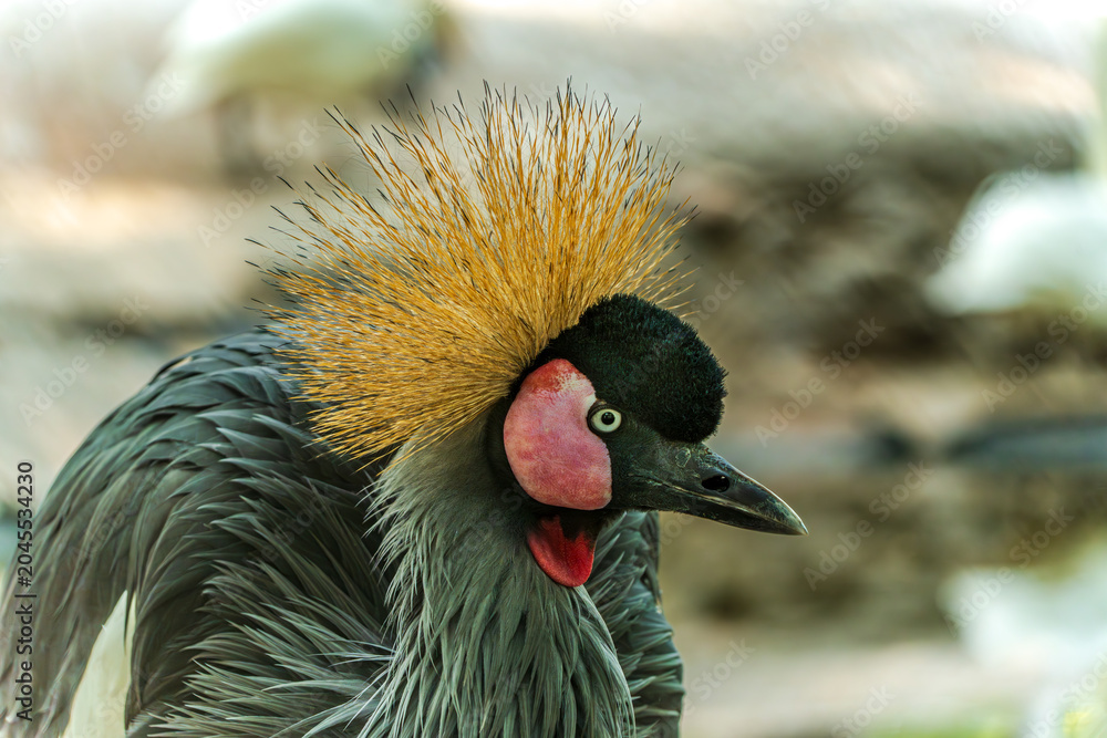 Obraz premium African crowned cranes in resting state