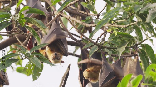 Sulawesi flying fox or fruit bat colony, acerodon celebensis, a species of megabat endemic to indonesia hanging mango tree roosting site, animal behavior