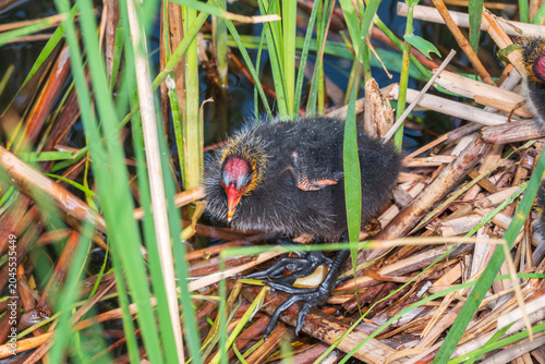 Canvas Print Eurasian Coot with Chicks in nest. Eurasian coot, Fulica atra