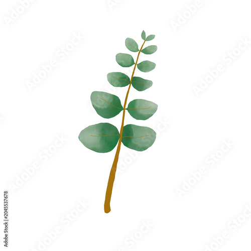 Canvastavla Silver Dollar Eucalyptus Sprigs branch foliage PNG