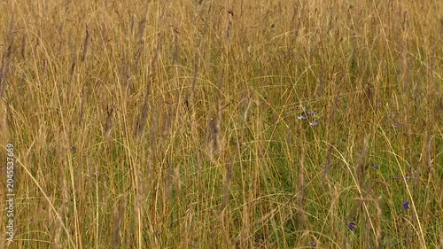 Tall Grass Field with Distant Mountains Under Cloudy Sky