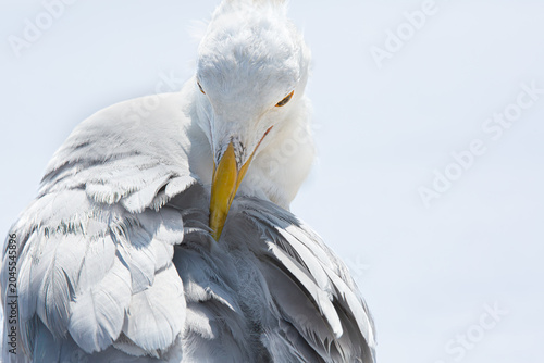 Fényképezés American Herring Gull (Larus Smithsonianus) 
Una  mirada desafiante en la naturaleza | fotografia de naturaleza