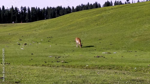 Doodpathri Budgam Tourist Destination in Kashmir 2026, Scenic Meadows, Rivers and Mountains