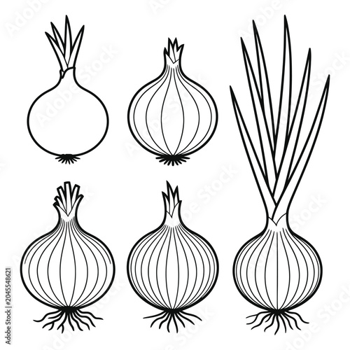 Onion Growth Stages Line Icon Set with Bulb, Roots and Green Leaves Vector Illustration